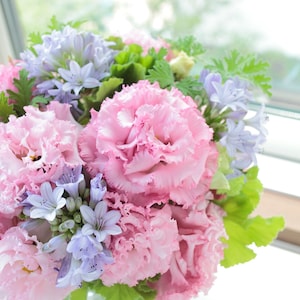 Pelleted Lisianthus Seeds Voyage Pink 25 Seeds Cut Flower Seeds