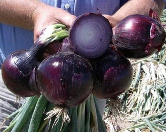 Onion Seeds 200 Red Defender Onion Seeds F1 Variety