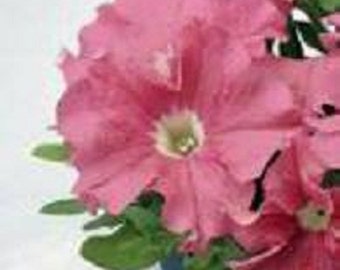 50 Pelleted Petunia Seeds Ultra Salmon Petunia Seeds