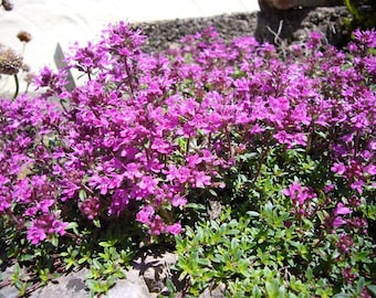 MPB#8 Creeping Thyme Seeds Ground Cover PERENNIAL 1,000 Seeds