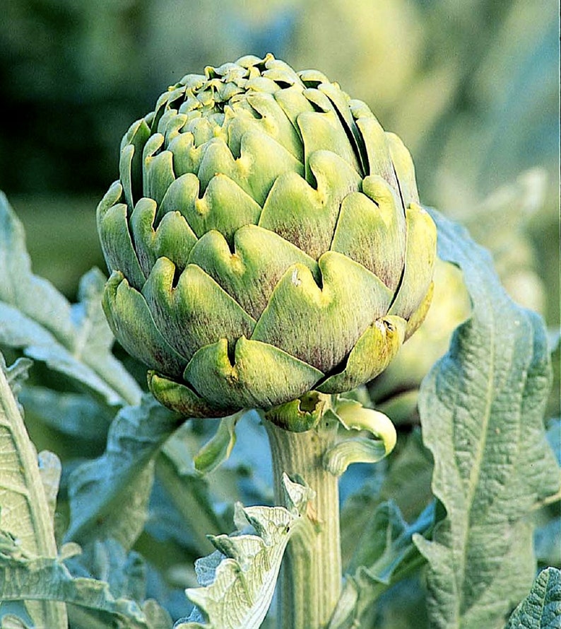 Green Globe Artichoke Seeds 25 Thru 250 Seeds Heirloom Seeds Etsy