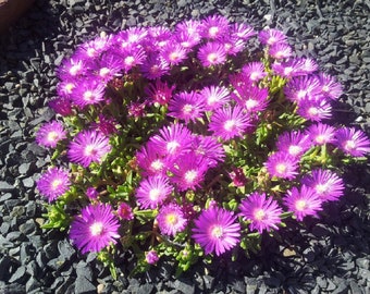 MPB#5 Delosperma Seeds Ice Plant Seeds Table Mountain Perennial Seeds 25 thru 1,000 pelleted seeds