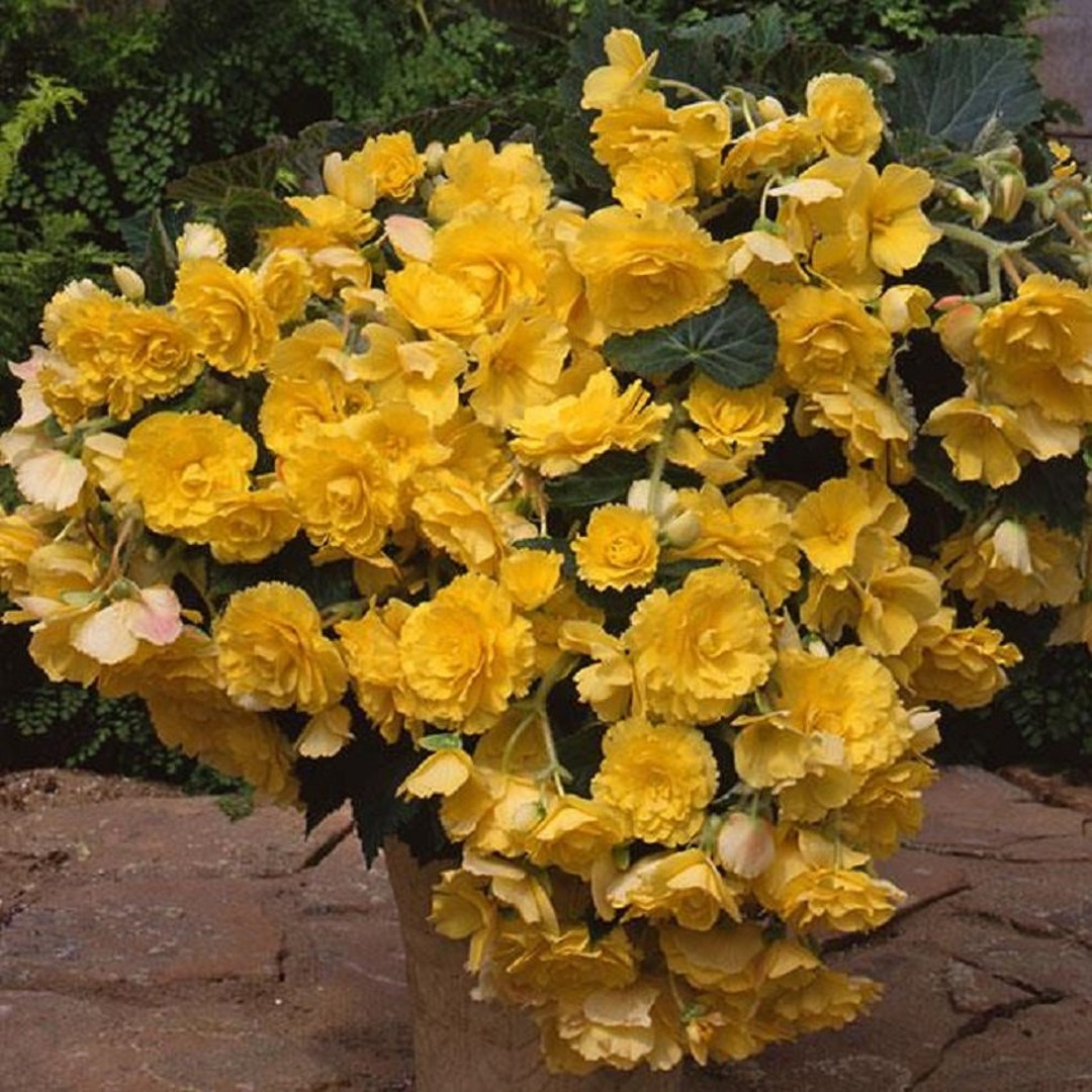 Begonia Joy Nonstop Yellow Semi-Trailing Flowers – 15 Pelleted Seeds For Shade Gardens