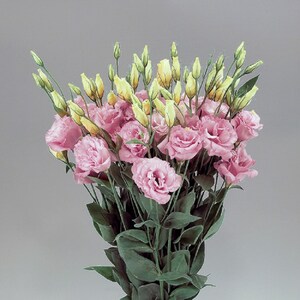 MPB#4 Lisianthus Seeds Super Magic Rose 50 thru 500 Pelleted Seeds Cut Flower Seeds