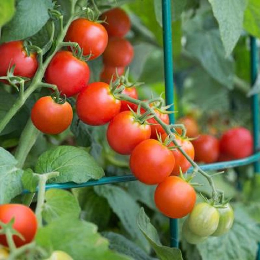 50 Tomato Seeds Husky Red Cherry Tomato F1 Hybrid Cherry Tomato Seeds