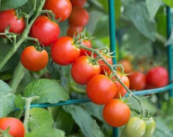 May include: A close-up of a tomato plant with several ripe, red tomatoes. The tomatoes are attached to green vines with green leaves. A green support structure is in the background.
