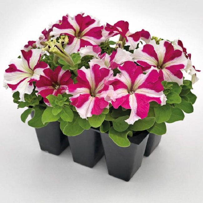 Petunia Success HD Red 50 Pelleted Petunia Seeds
