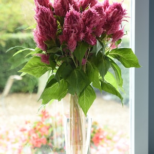 25 Pelleted Celosia Seeds Celosia Sunday™ Bright Pink Flower Seeds