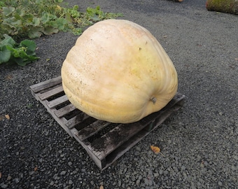 BIN#2R8D5 Pumpkin Seeds Dills Atlantic Giant Pumpkin Seeds 15 thru 200 Seeds