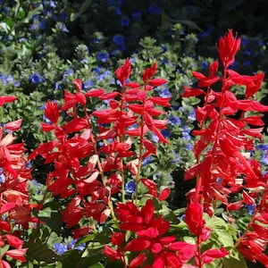 Salvia Seeds Flower Seeds 500 Salvia Sizzler Red Seeds