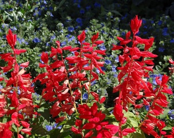 Flower Seeds 500 Salvia Sizzler Red Seeds