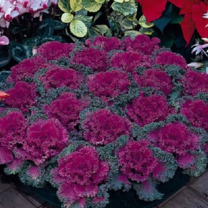 May include: A close-up of a large planter filled with vibrant purple ornamental kale. The kale has frilly, ruffled leaves that create a lush, textured display.