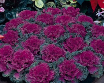 Ornamental Kale Nagoya Red 50 Flowering Kale Seeds