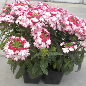 BIN#1R3D3 Verbena Seeds Obsession Twister Red 25 thru 500 Seeds Verbena Seeds Bulk Seeds