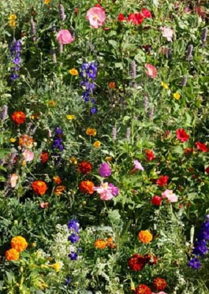 1000 Seeds Wildflower Deer Resistant Mix Wildflower Mix Etsy
