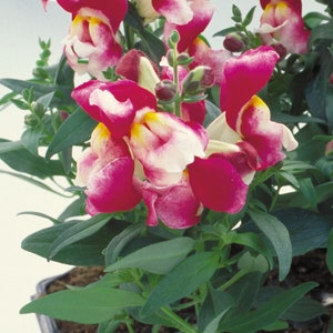 Snapdragon Seeds Floral Showers Wine Bicolor 50 Seeds