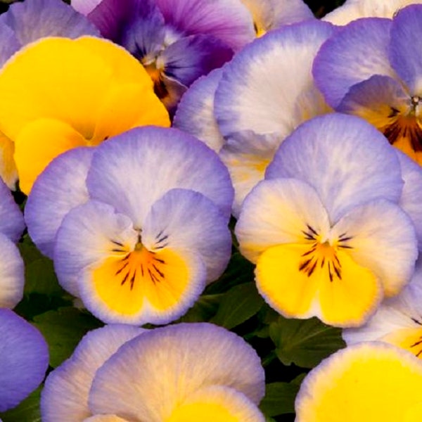 BIN#2R11D2 Pansy Cool Wave Blueberry Swirl Seeds 100 Bulk Seeds Trailing Pansy