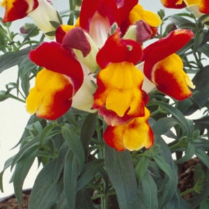 Snapdragon Seeds Floral Showers Red And Yellow Bicolor 50 Seeds