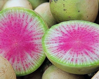 Vegetable Seeds 100 Seeds Radish Watermelon Seeds