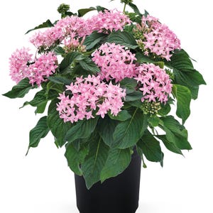 May include: A potted pink pentas plant with dark green leaves. The plant is in a black plastic pot.