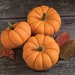 see more listings in the pumpkin seeds section