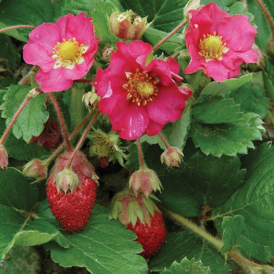 Strawberry Seeds Tarpan Deep Rose 25 Seeds Perennial Seeds