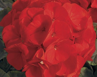 Geranium Seeds Bullseye Scarlet 15 Seeds