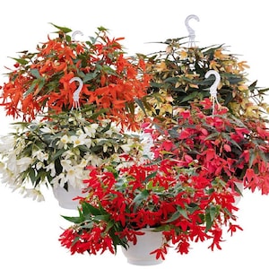 Begonia Seeds Boliviensis Begonia F1 Groovy Mix 15 Pelleted Seeds