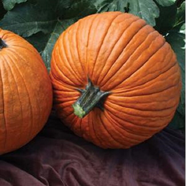 25 Pumpkin Seeds Mrs. Wrinkles Orange Pumpkins Plant Seeds, Garden Seeds, Vegetable Seeds
