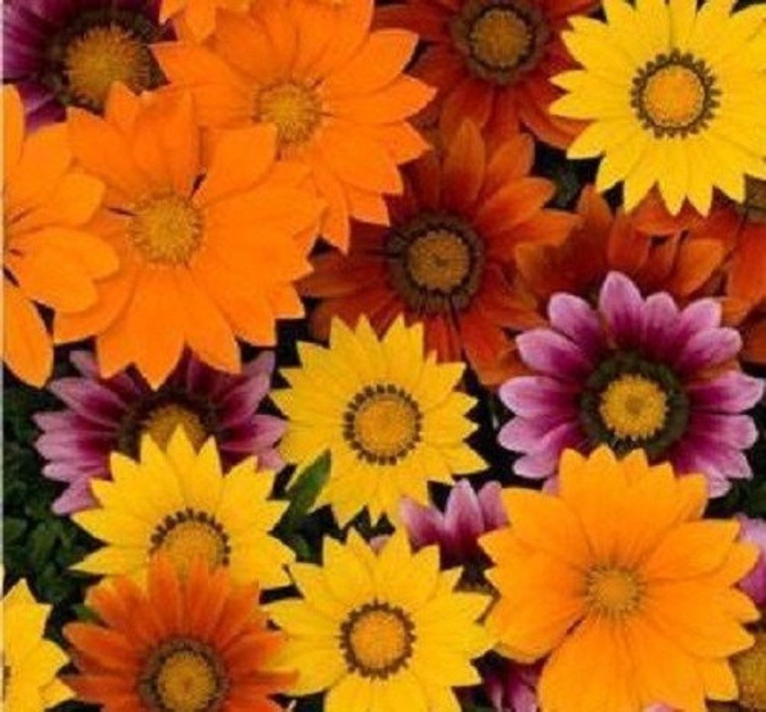 The Gazania Is A Semihardy Plant Native To South Africa Whose Very Graphic Flowers Gm1442562071 481861615