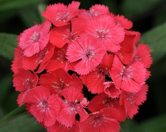 Flowers 50 Pelleted Dianthus Seeds Dianthus Sweet Coral