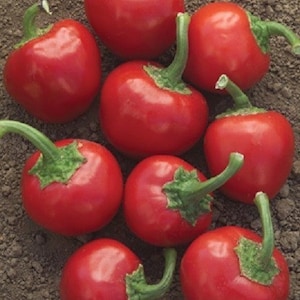 Vegetable Seeds 100 Seeds Large Red Hot Cherry Pepper Seeds