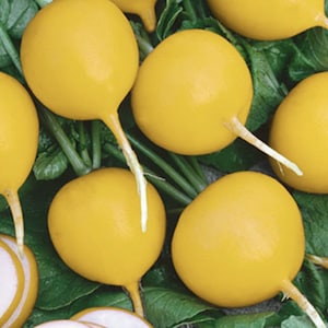 Vegetable Seeds Radish Seeds Golden Helios 100 thru 1,000 seeds Take 25 Days