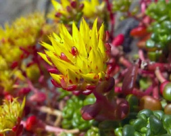 Sedum Seeds 100 Sedum Oreganum Seeds Great Ground Cover