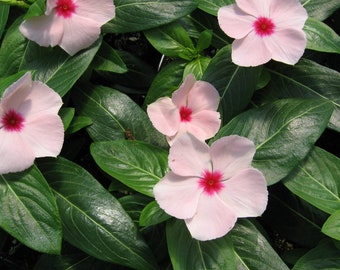 Vinca Seeds Cora Cascade Apricot 25 Seeds