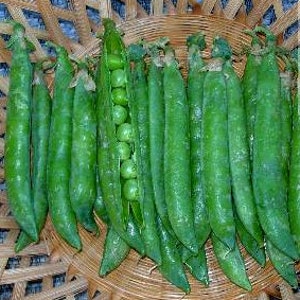 100 Pea Seeds Green Arrow Garden Seeds