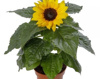 Sunflower Seeds Solsation® Yellow 25 Flower Seeds