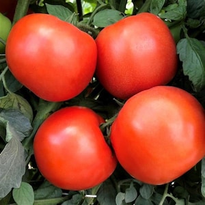 25 Tomato Seeds Rambler F1 Hybrid Tomatoes Determinate