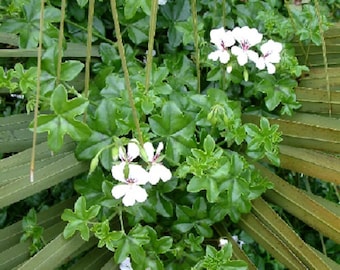 BIN#1R7D4 Geranium Seeds Cascade Beauty White Trailing 15 Geranium Seeds