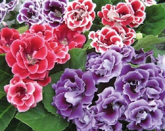 MPB#5 Gloxinia Seeds Avanti Mix 15 thru 200 Pelleted Seeds Sinningia Speciosa