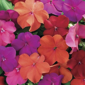Impatiens Seeds 50 Seeds Impatiens Xtreme Tango Mix flower seeds
