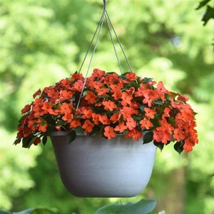 Flower Seeds 50 Impatiens Seeds Beacon Coral Walleriana Flowers