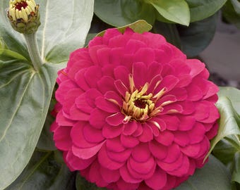 25 Zinnia Seeds Zinnia Magellan Cherry Zinnias Flowers Flower Seeds