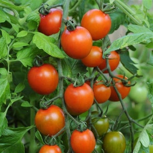 25 Orange Zinger Tomato Seeds Cherry Tomato F1 Vegetable Seeds