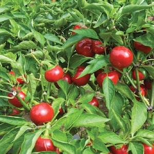 100 Red Sweet Cherry Pepper Seeds Sweet Pepper