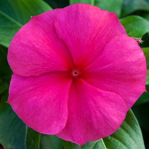 Vinca Seeds 25 Seeds Vinca Blockbuster Punch F1 Seeds