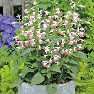 Flowers Salvia Seeds Texas Sage Coral Nymph 50 thru 500 Bulk Seeds Hummingbird Plant