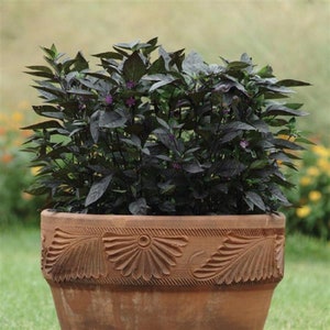 25 Ornamental Pepper Seeds Pepper Ornamental Black Pearl
