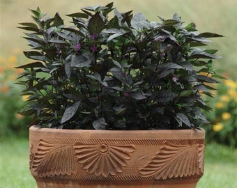 25 Ornamental Pepper Seeds Pepper Ornamental Black Pearl