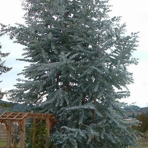 MPB#5 Eucalyptus Seeds Silver Dollar Tree Seeds 25 thru 500 Bulk Seeds